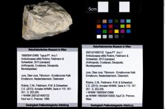 Foto (Objekt + Etikett) von Ambulocapsa altilis (Robins, Feldmann & Schweitzer, 2013)  (NHMW-GEO-1990-0041-2489)